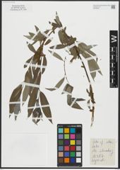 Foto von Salix alba L.